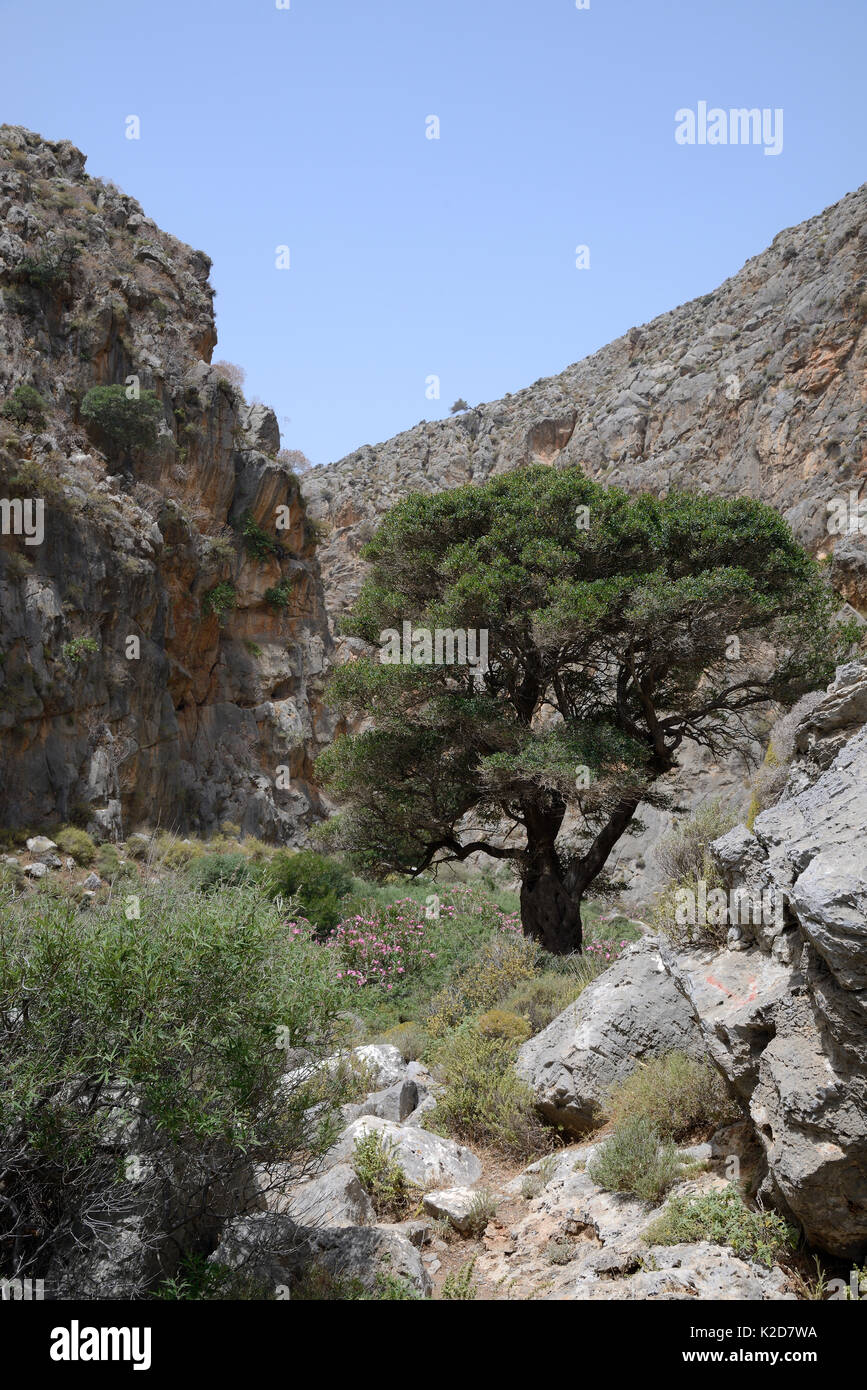 Ancient Olive tree  (Olea europaea) and flowering Oleander bushes (Nereum oleander) in Hohlakies / Chochlakies gorge, Sitia Nature Park, Lasithi, Crete, Greece, May 2013. Stock Photo