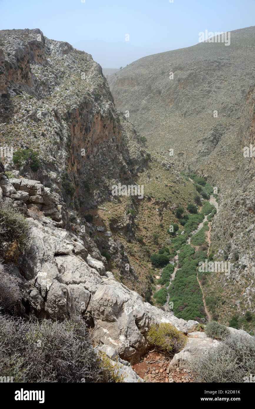 Landscape of Zakros gorge, also called the 'Gorge of the Dead' due to its Minoan cave burials, with many Oleander bushes (Nerium oleander) flowering beside its dried out stream bed, Kato Zakros, Sitia Nature Park, Lasithi, Crete, Greece, May 2013. Stock Photo