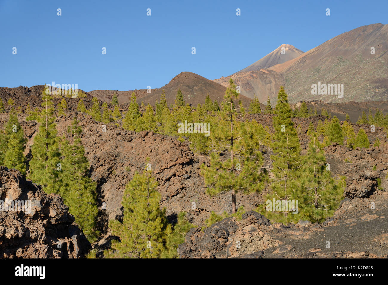 Canary island pines (Pinus canariensis), endemic to the Canaries, growing among old volcanic lava flows below Mount Teide, Teide National Park, Tenerife, Canary Islands, May. Stock Photo