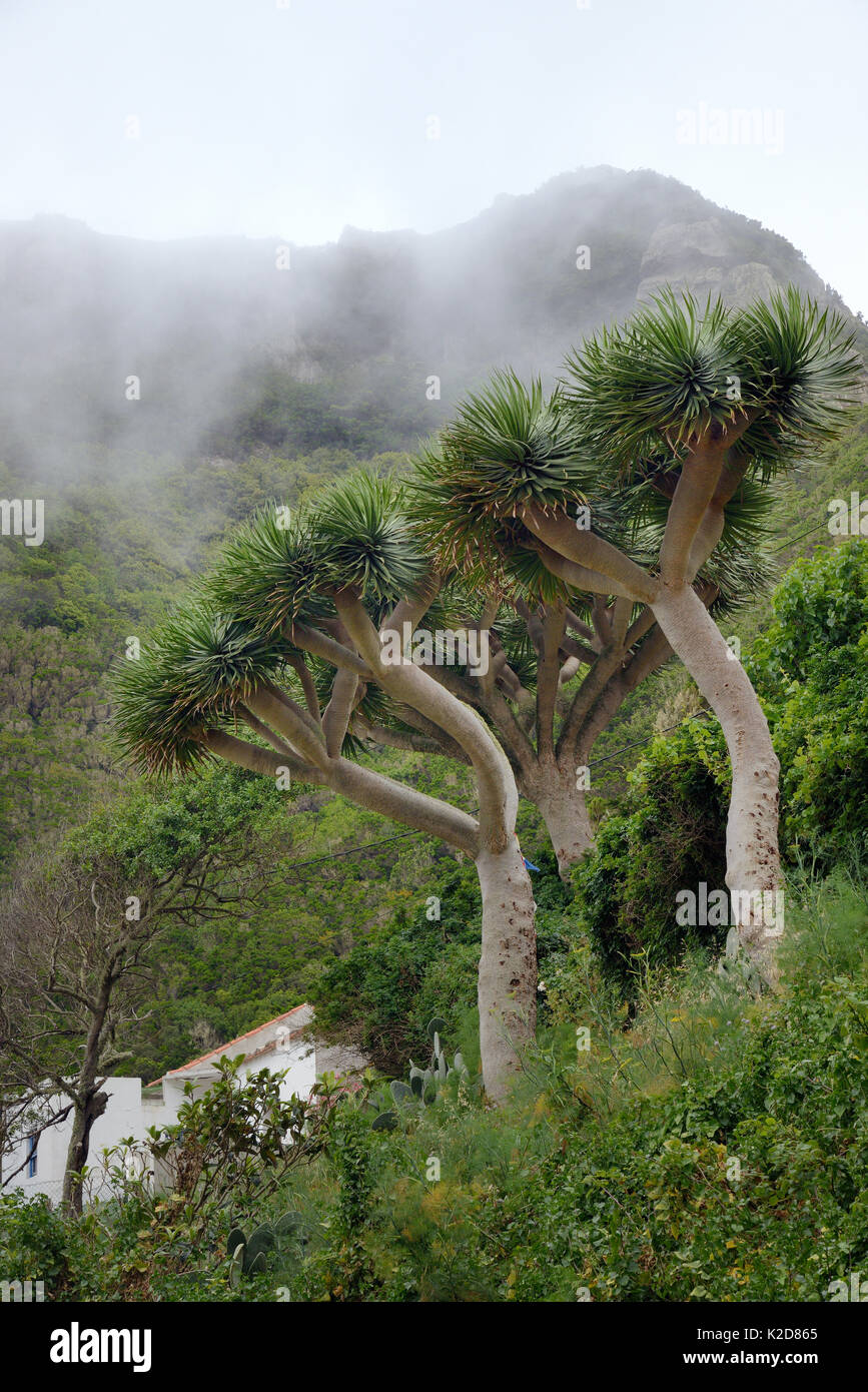 Canary Islands dragon trees / Drago (Dracaena draco) endemic to the Canaries  and Cape Verde islands, Chamorga village, Anaga mountains, Tenerife, May. Stock Photo