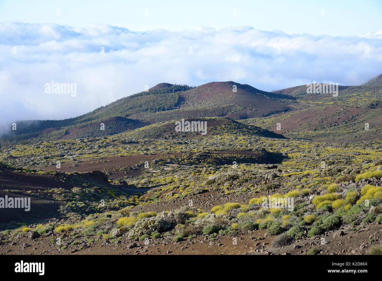 Cloud around the highlands of Tenerife, with dense forests of Canary Island pine (Pinus canariensis) and montane endemics including Teide white broom (Spartocytisus supranubius) and Teide straw (Descourainia bourgaeana), Tenerife, May. Stock Photo
