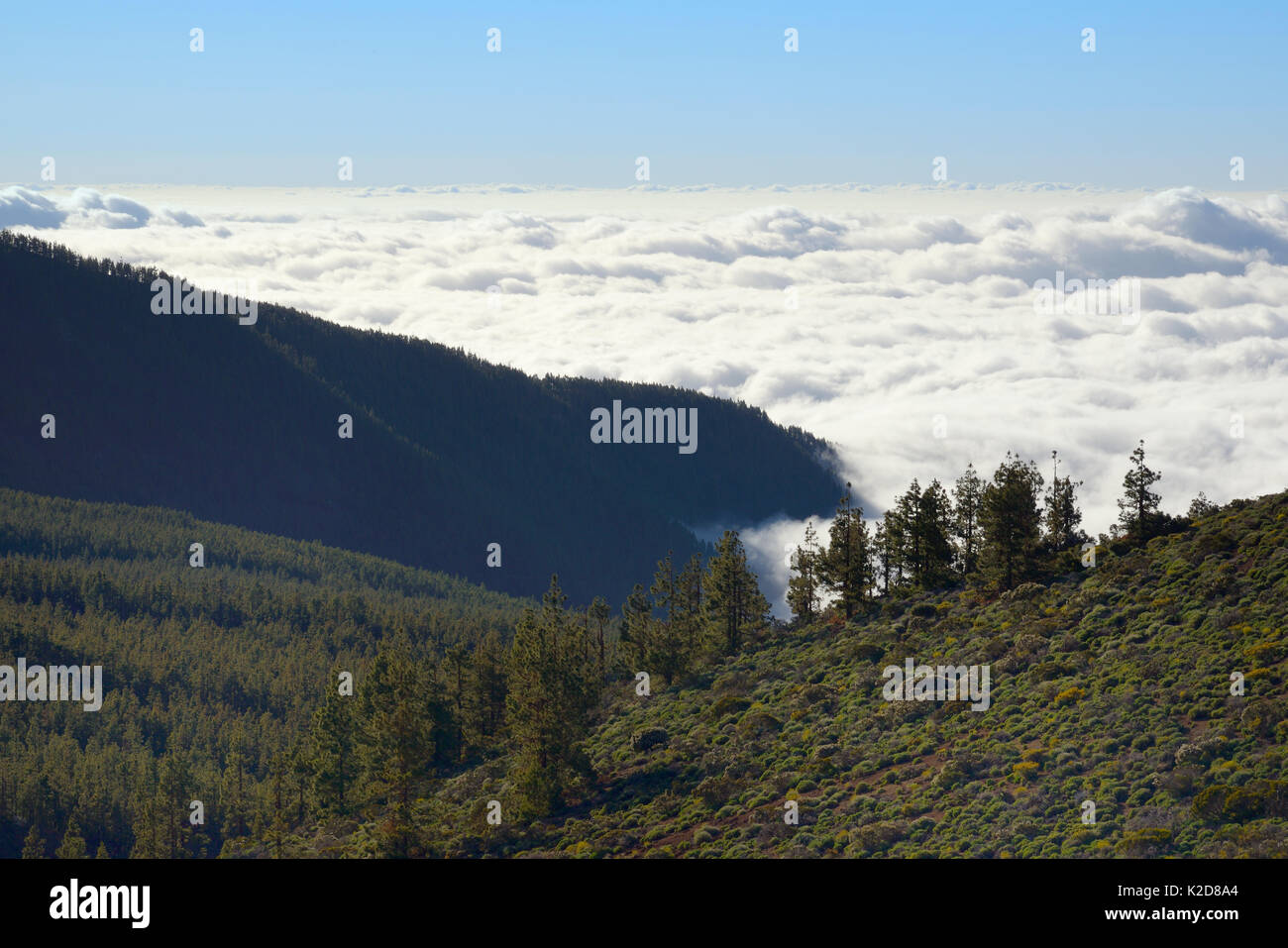 Clouds around the highlands of Tenerife, with dense forests of Canary Island pine (Pinus canariensis) Tenerife, May. Stock Photo