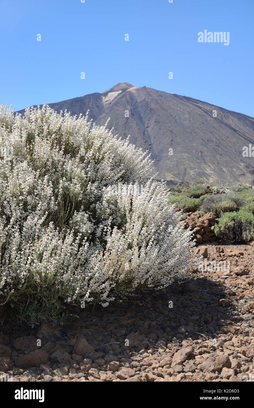 Teide white broom (Spartocytisus supranubius) flowering on the slopes of Mount Teide, Teide National Park, Tenerife, May. Stock Photo