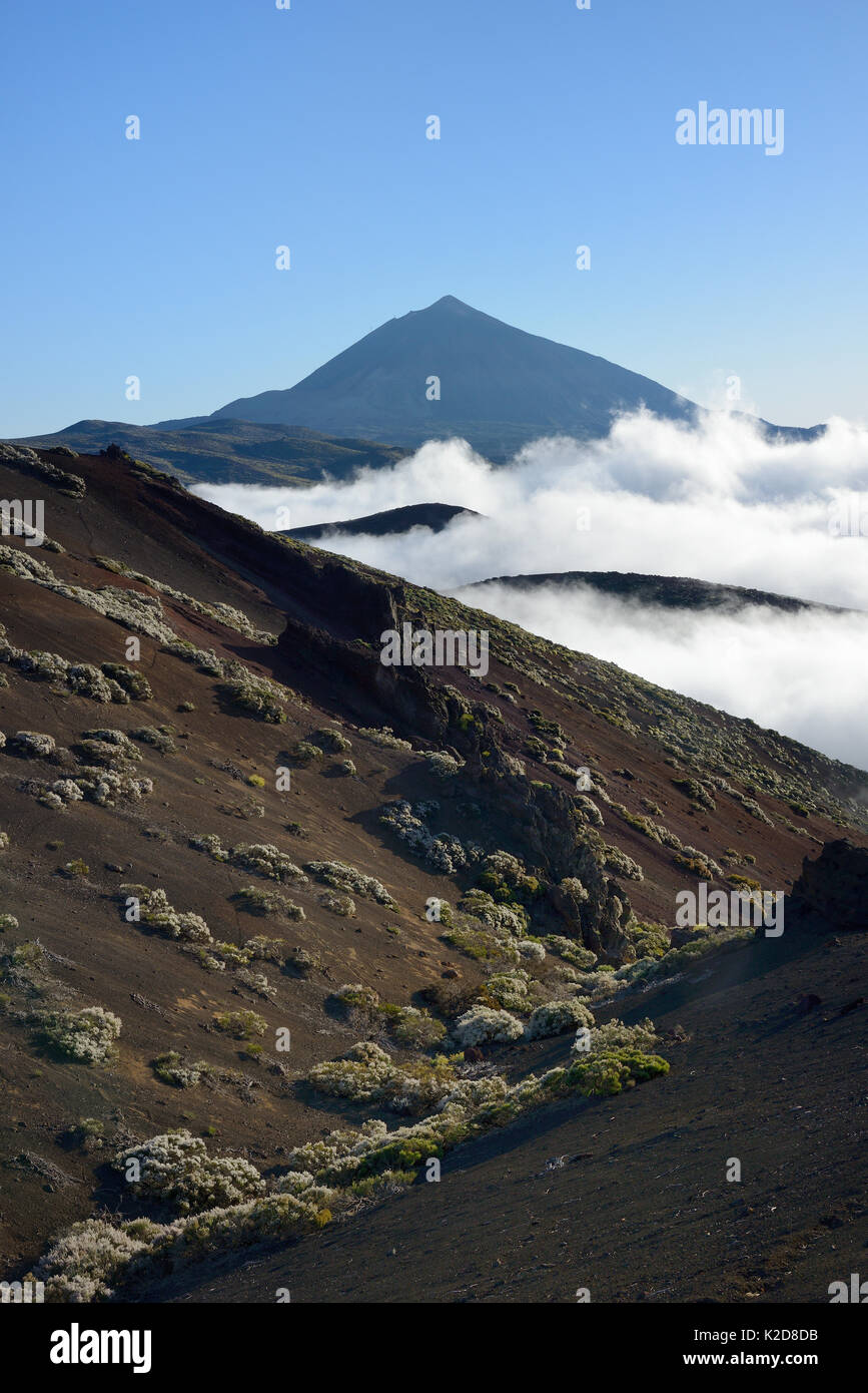 Clumps of Teide white broom (Spartocytisus supranubius) flowering on volcanic slopes with a sea of cloud rising and El Teide in the background in sunset light, Tenerife, May. Stock Photo