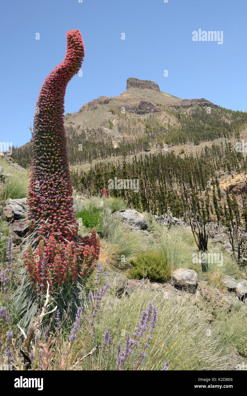 Three metre tall Mount Teide bugloss (Echium wildpretii) flowering spike and Canary catmint / Teide catmint (Nepeta teydea var. teydea) on mountainside, Teide National Park, Tenerife, Canary Islands, May. Stock Photo