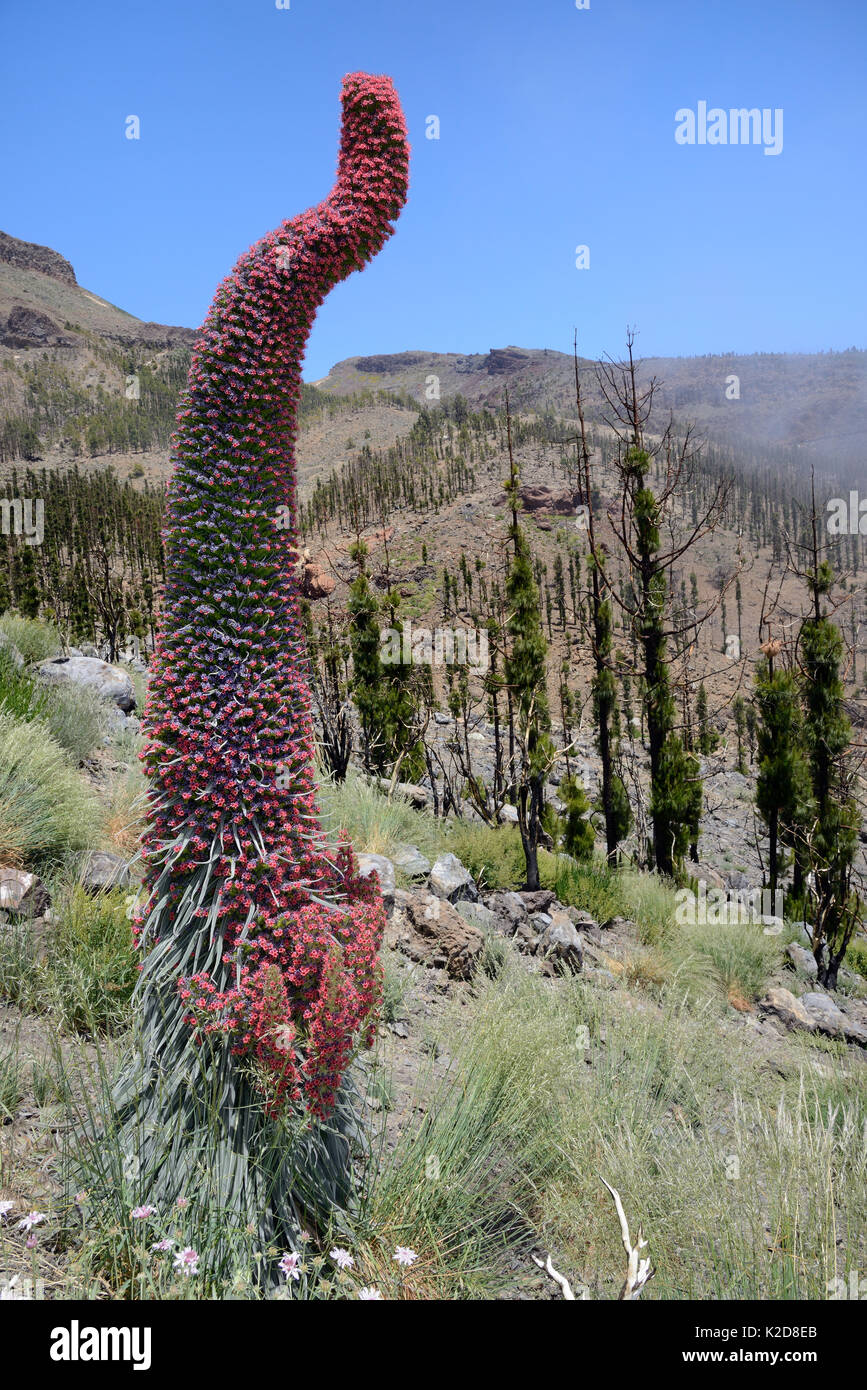 Three metre tall Mount Teide bugloss (Echium wildpretii) flowering spike on misty mountainside, Teide National Park, Tenerife, Canary Islands, May. Stock Photo