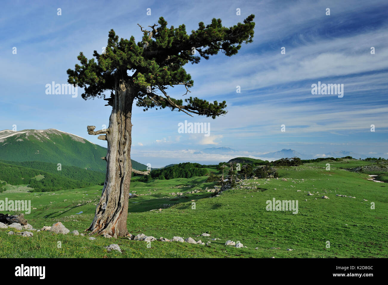Cuirassed pine tree (Pinus leucodermis), Pollino National Park, Italy. May 2009. Stock Photo