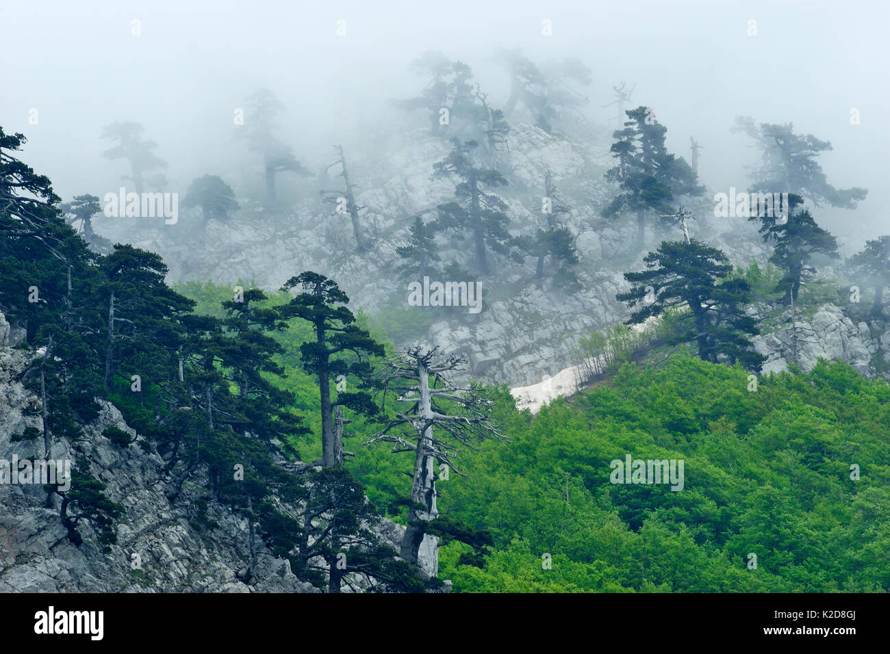 Monte Pollino and Cuirassed pine trees (Pinus leucodermis), Pollino National Park, Italy. June 2009. Stock Photo