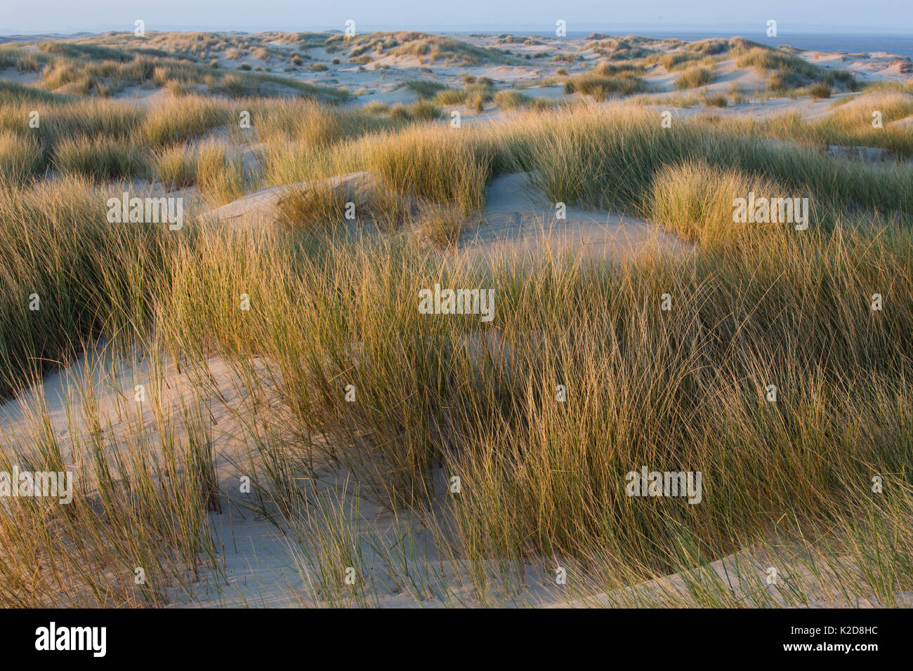 Sand dunes habitat, Baie de Somme Nature Reserve, Picardie, France April Stock Photo