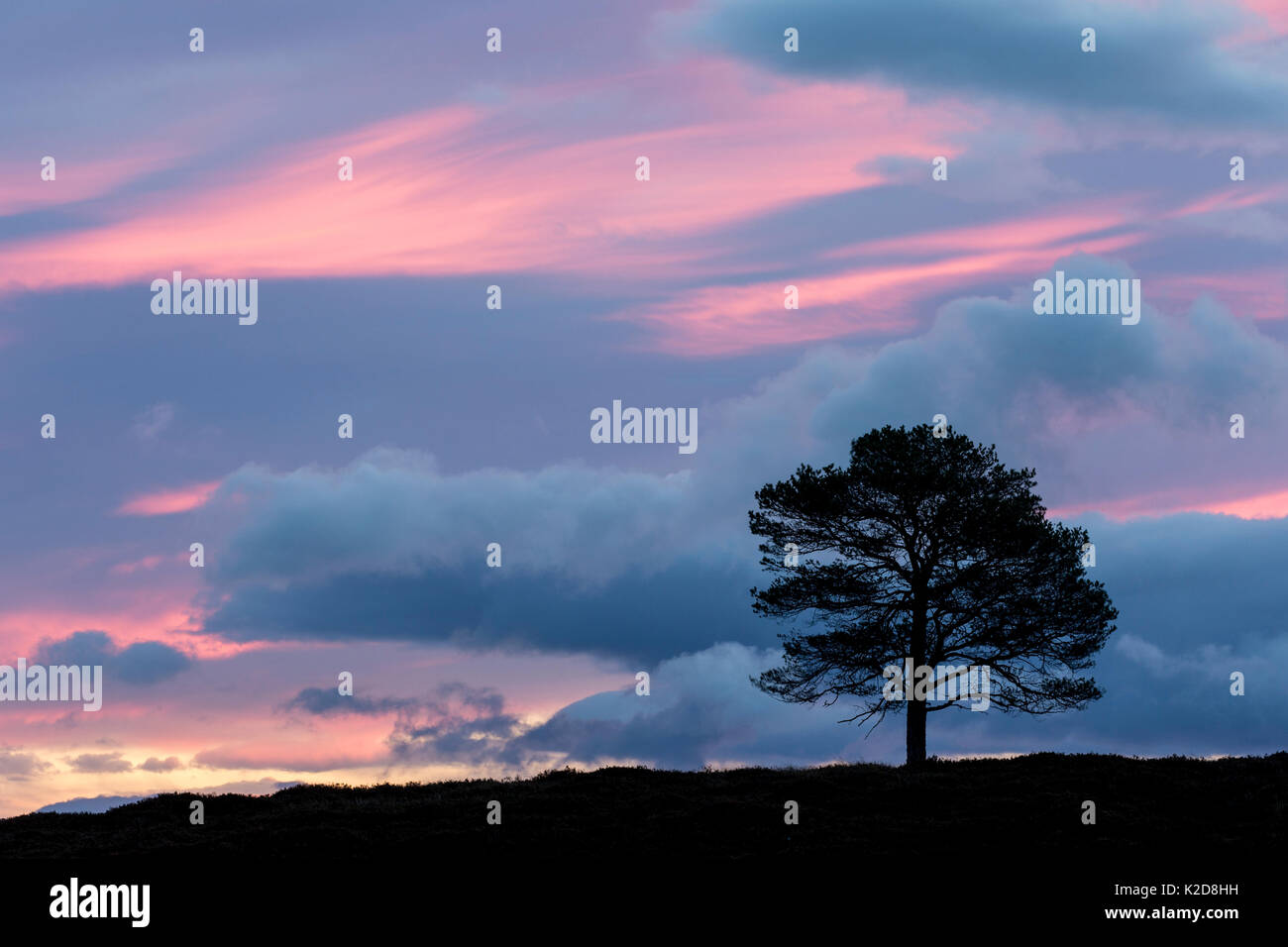 Scots Pine (Pinus sylvestris) silhouetted at dawn, Cairngorms National Park, Scotland, UK, October 2013. Stock Photo