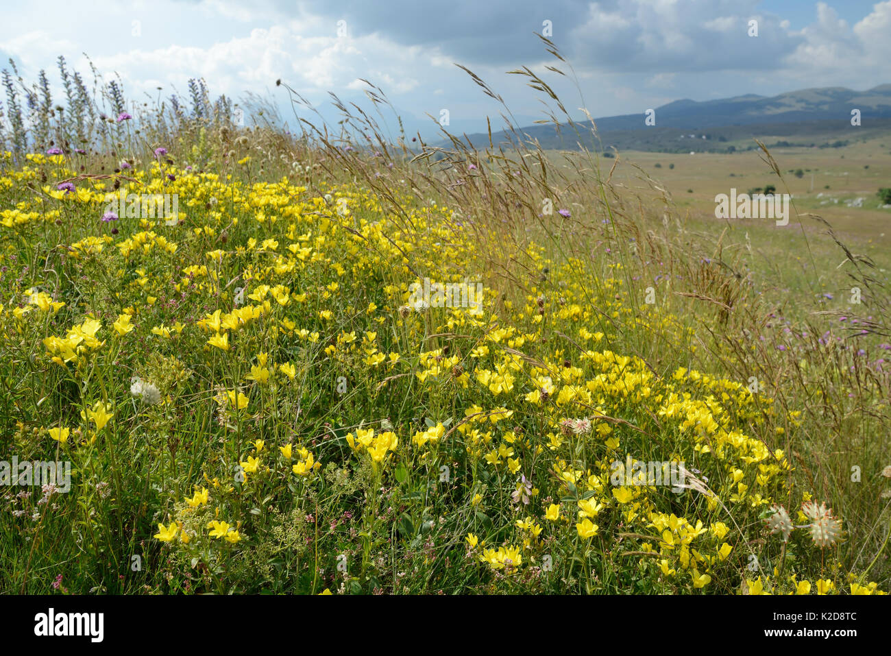 Carpet of Yellow Balkan flax (Linum capitatum) flowering on Piva plateau, near Trsa, Montenegro, July. Stock Photo