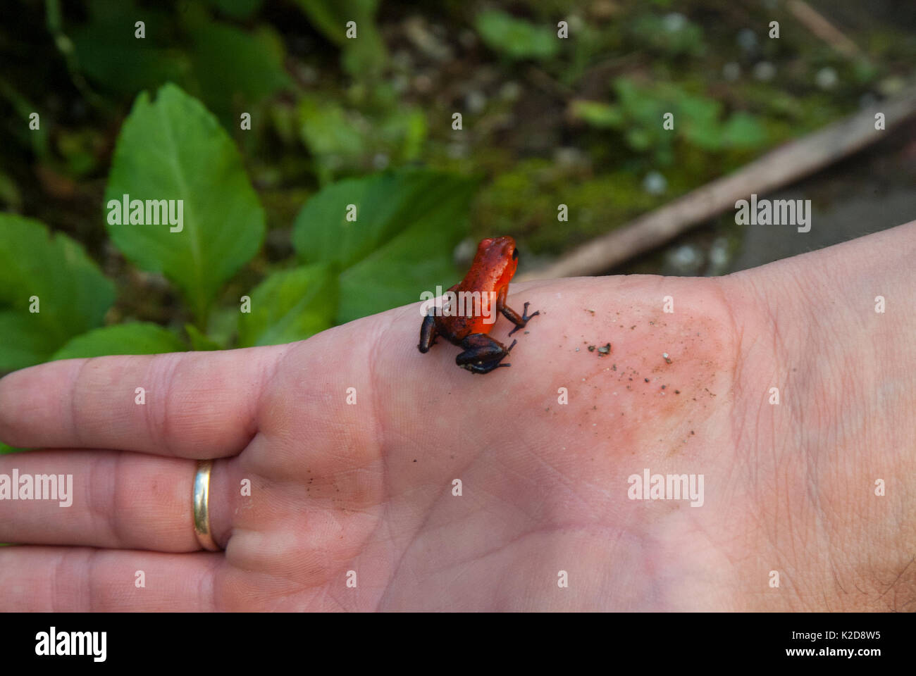 Poison-dart Frog on Hand Stock Photo