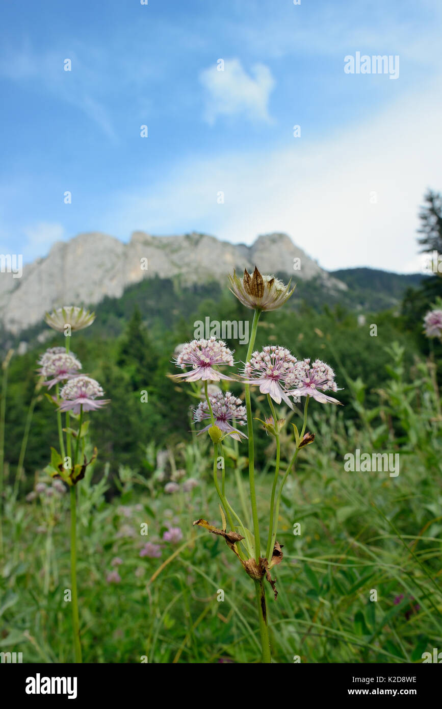 Great masterwort (Astrantia major) flowering in alpine grassland on the slopes of Mount Maglic, Bosnia's highest peak, Sutjeska National Park, Bosnia and Herzegovina, July. Stock Photo