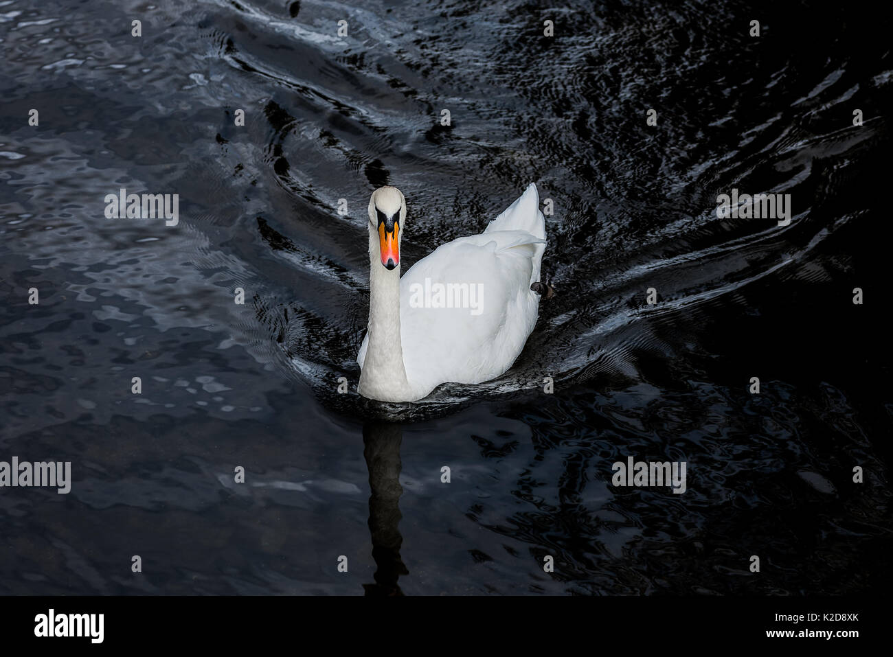 Beautiful white mute swan with brightly coloured beak floating on dark water. Stock Photo