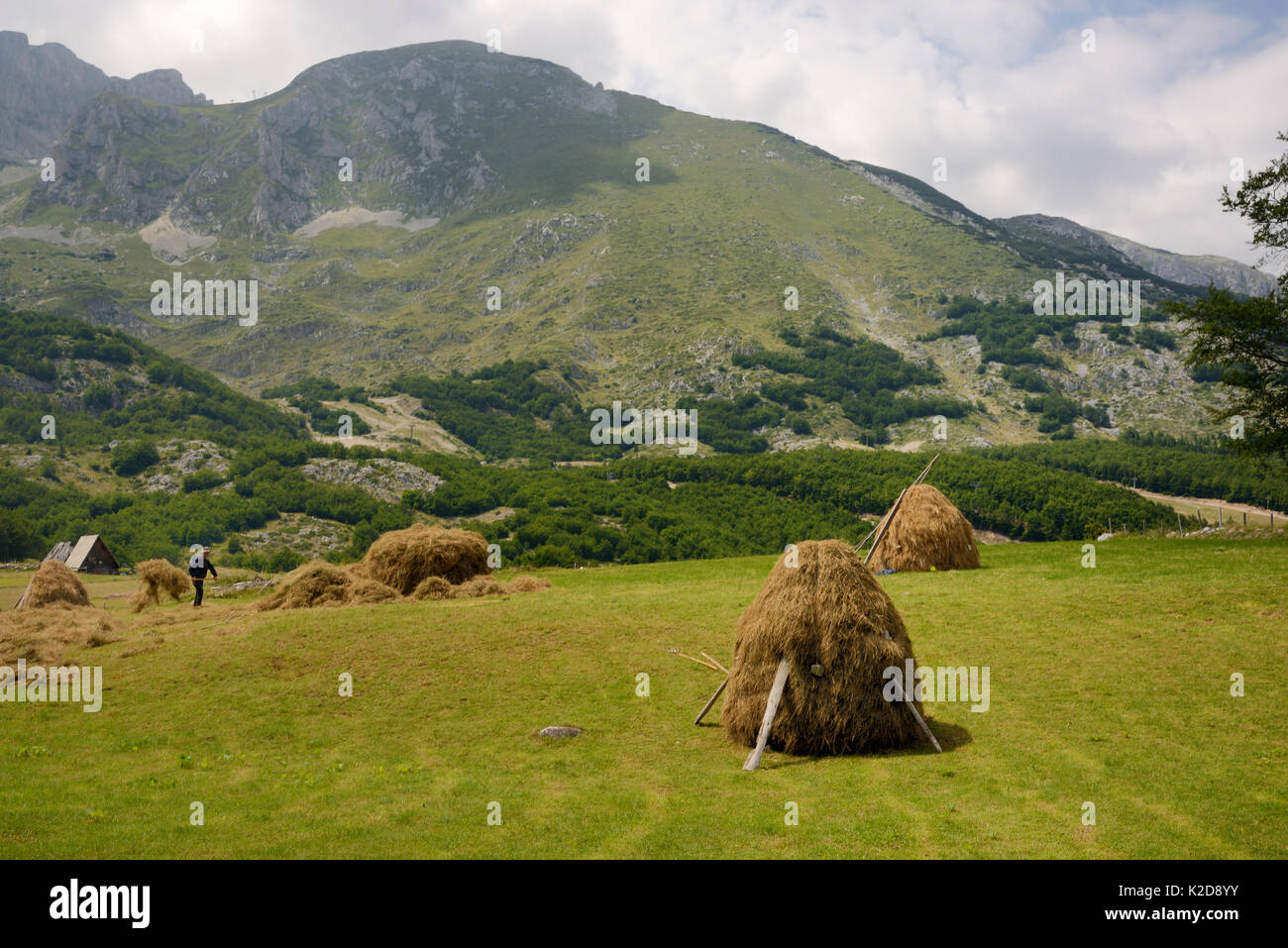 Farmer making a traditional haystack by hand on an alpine meadow in Durmitor National Park below Savin Kuc peak, near Zabljak, Montenegro, July 2014. Stock Photo