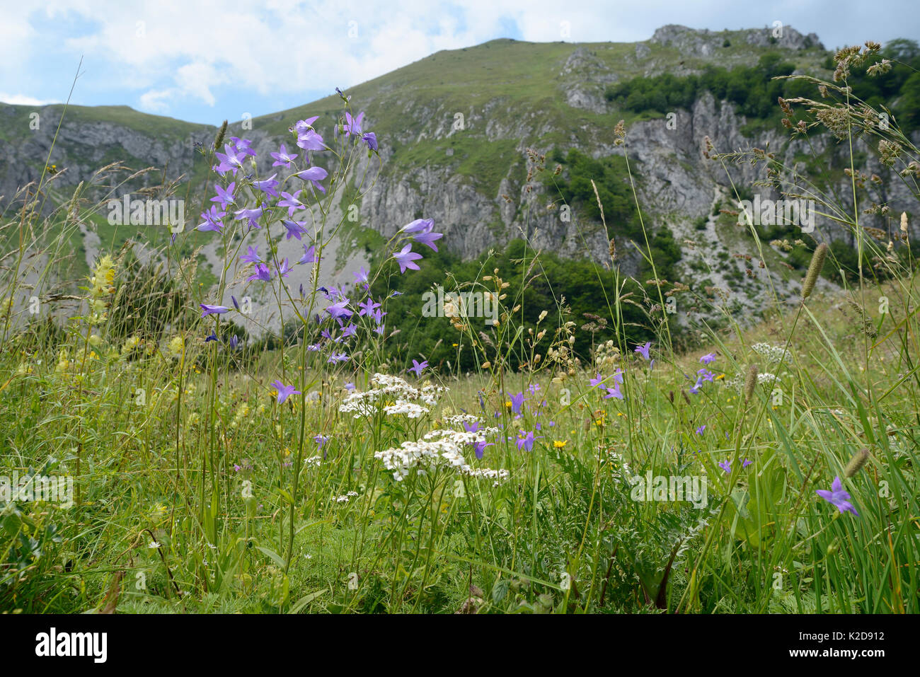 Spreading bellflower (Campanula patula) flowering alongside Common yarrow (Achillea millefolium) in alpine grassland, Zelengora mountain range, Sutjeska National Park, Bosnia and Herzegovina, July. Stock Photo