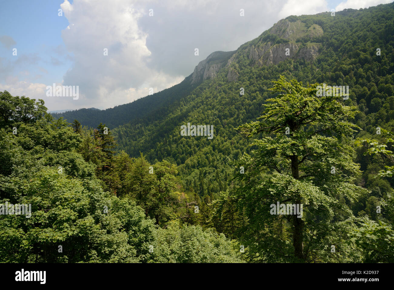 Heavily forested Velika Siljevica mountain, Zelengora range, Sutjeska National Park, Bosnia and Herzegovina, July 2014. Stock Photo