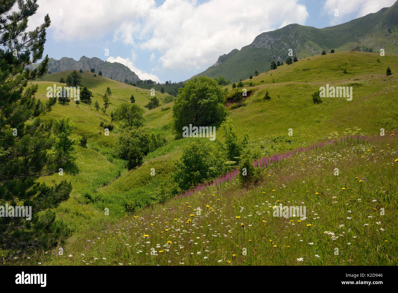 Alpine meadows in Sutjeska National Park with a profusion of wild flowers, including Spotted hawkweed (Hypochoeris maculata), Marguerites (Leucanthemum vulgare) and Rosebay willowherb (Epilobium / Chamerion angustifolium) with a stream flowing down from the Zelengora mountain range, background, Bosnia and Herzegovina, July. Stock Photo