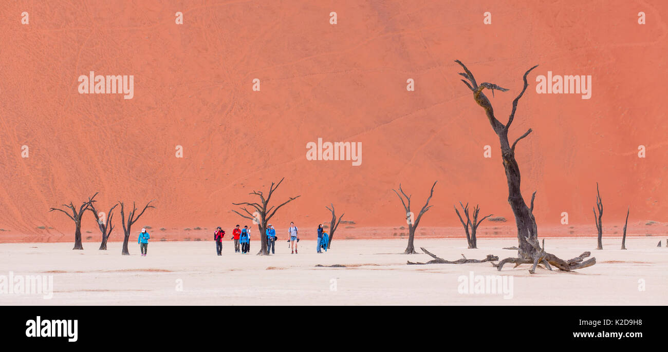 Tourists walking among ancient dead Camelthorn tree (Vachellia erioloba) in Deadvlei, Sossusvlei Salt Pan, Namib Naukluft National Park, Namibia Stock Photo