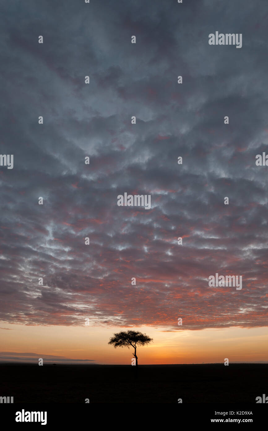 Acacia tree at sunrise on savannah, Masai Mara Game Reserve, Kenya Stock Photo