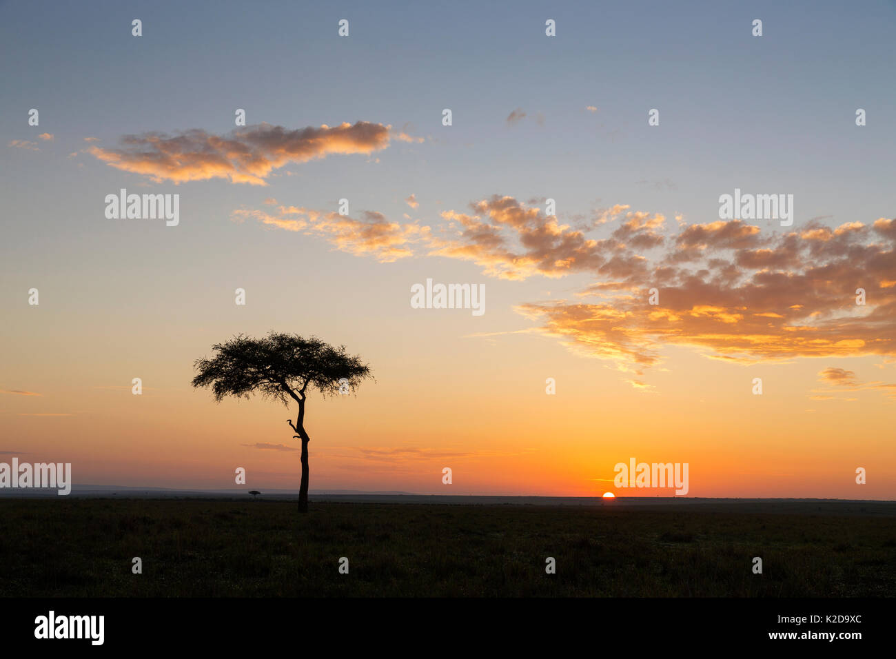 Sunrise in the Masai Mara National Reserve, with Whistling Thorn (Acacia drepanolobium) tree in picture, Kenya Stock Photo