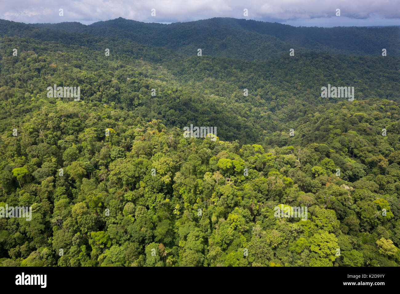 Aerial view of primary lowland tropical rainforest, Osa Peninsula, Costa Rica Stock Photo
