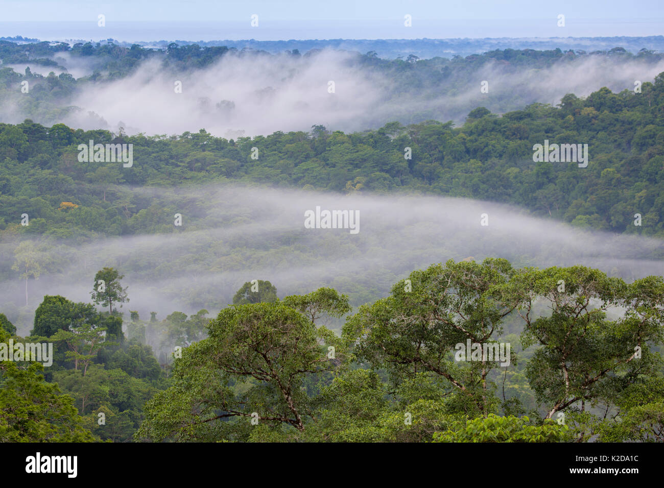 Lowland rainforest with hanging mist at dawn, Osa Peninsula, Costa Rica. Stock Photo