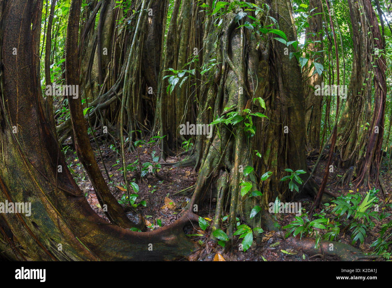 Strangler fig (Ficus zarazalensis) a species endemic to the Osa Peninsula, growing in lowland rainforest, Osa Peninsula, Costa Rica Stock Photo