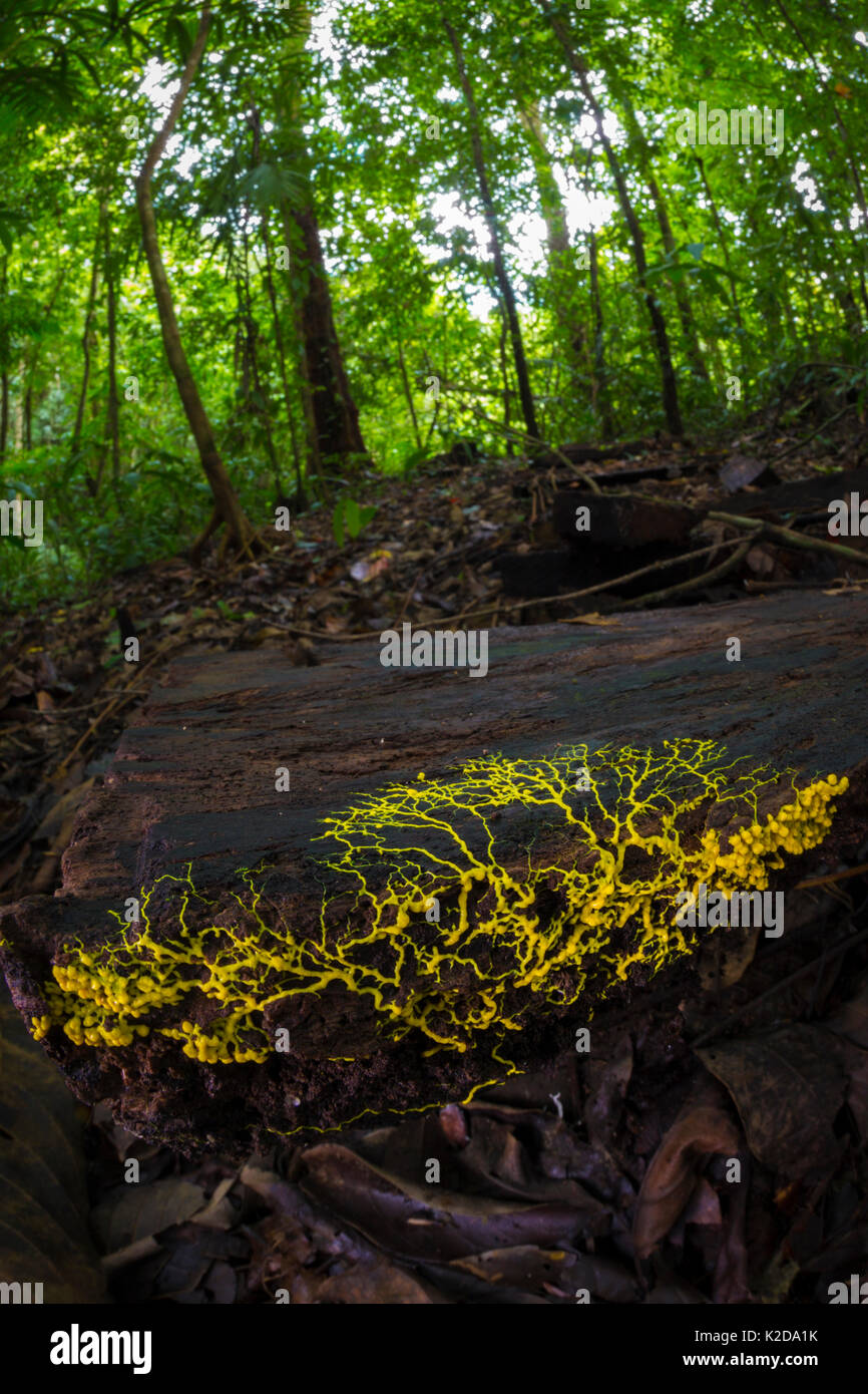 Slime mould (Physarum sp) plasmodium growing across rotting wood, Osa Peninsula, Costa Rica Stock Photo