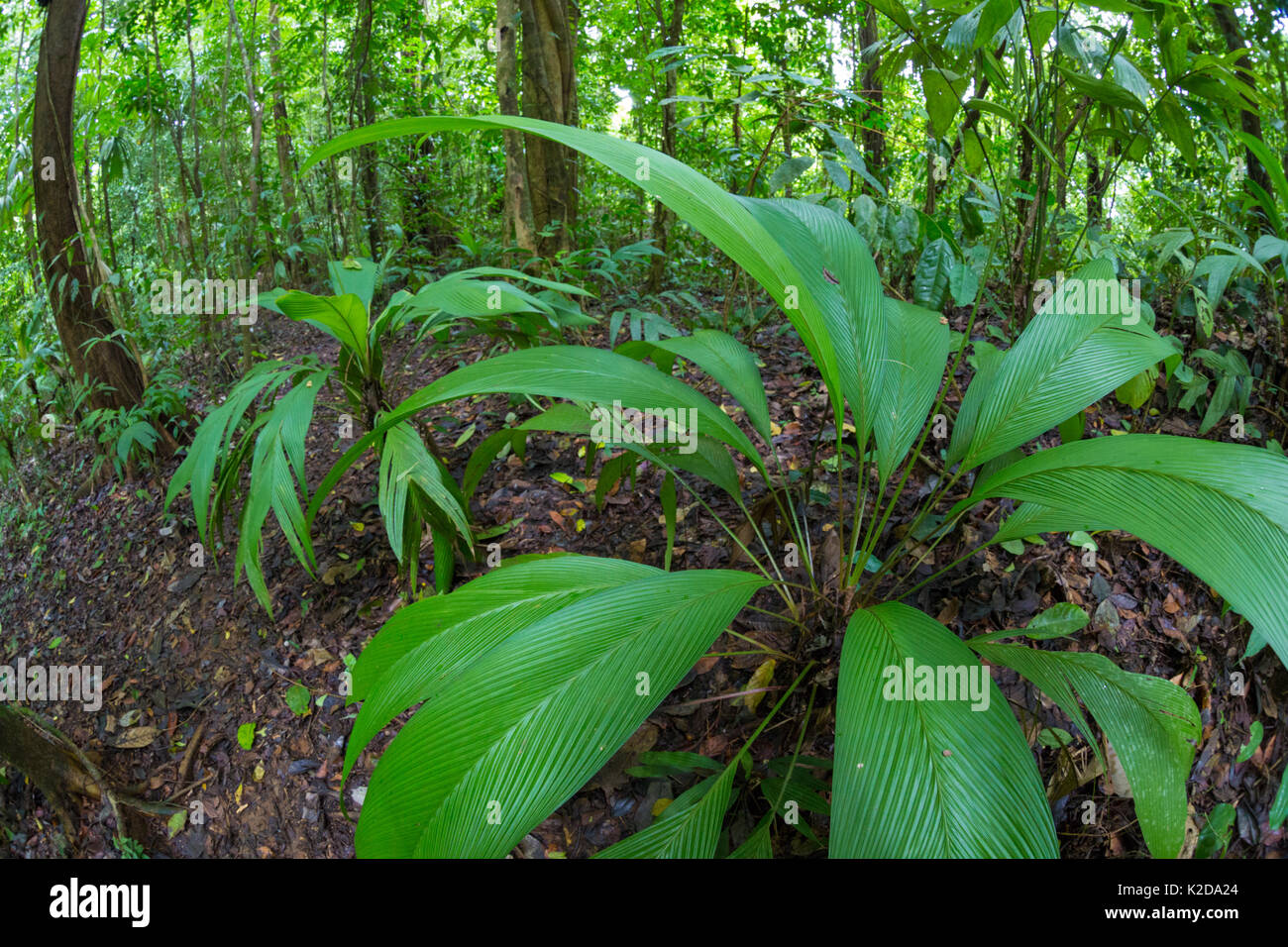 Lowland tropical rainforest understory vegetation dominated by (Cyclanthaceae) plants, Osa Peninsula, Costa Rica Stock Photo