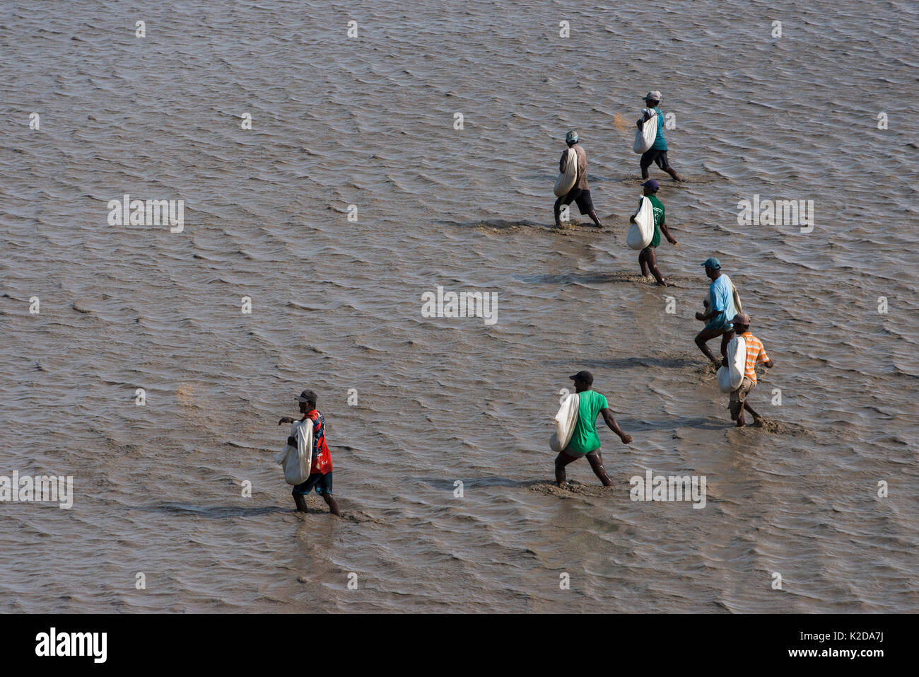 People working in rice fields in coastal area, Guyana, South America Stock Photo