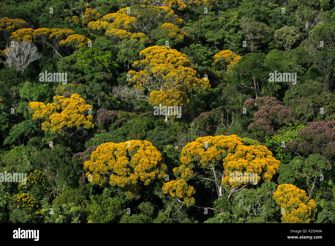 Tropical rainforest canopy with yellow flowering trees, Kupinang region, Guyana, South America Stock Photo