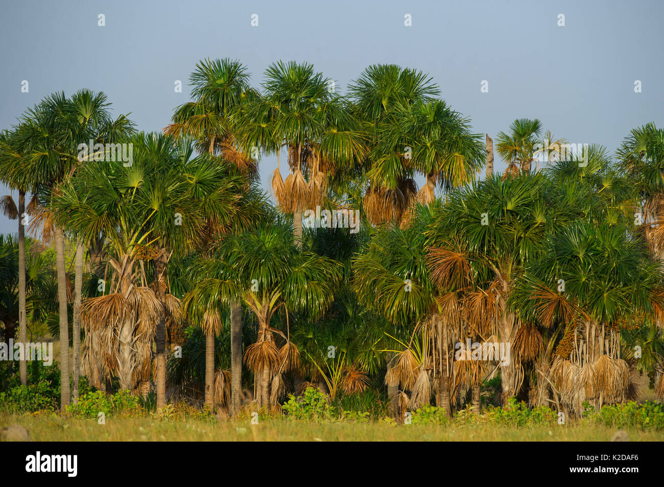 Mauritia / Moriche palm (Mauritia flexuosa) used for thatching, Rurununi savanna, Guyana, South America Stock Photo