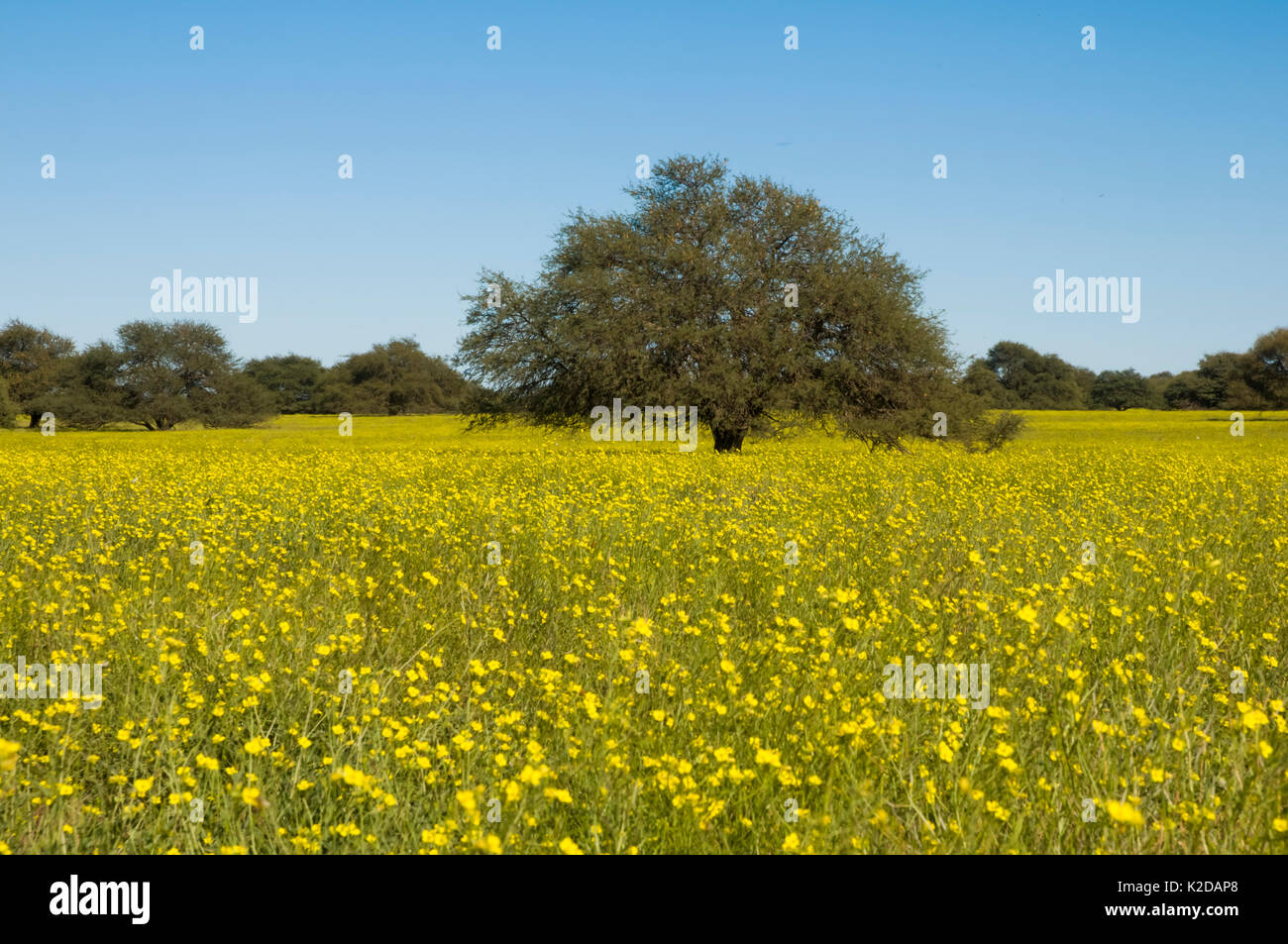 Pampas grassland in flower with Calden tree (Prosopis caldenia) in distance, La Pampa, Argentina Stock Photo