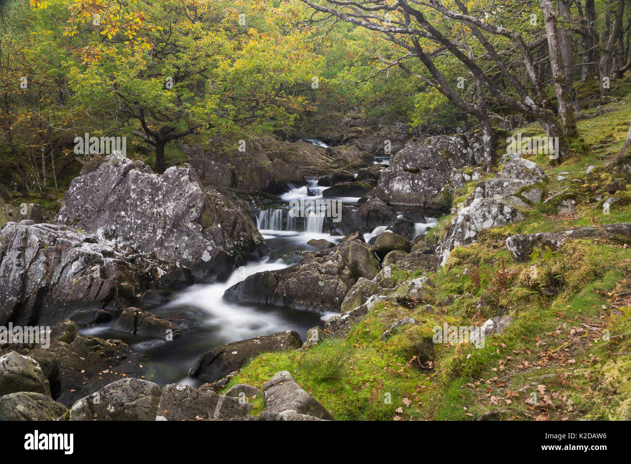 Oak woodland with mosses and running water, near Dolgellau, Snowdonia, North Wales, UK October Stock Photo