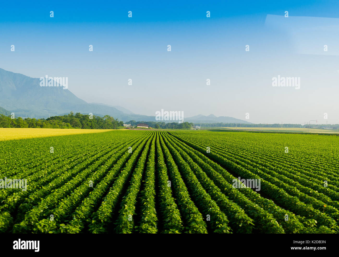 Soy bean row farm with a Tractor in Niseko Hokkaido Japan summer Stock