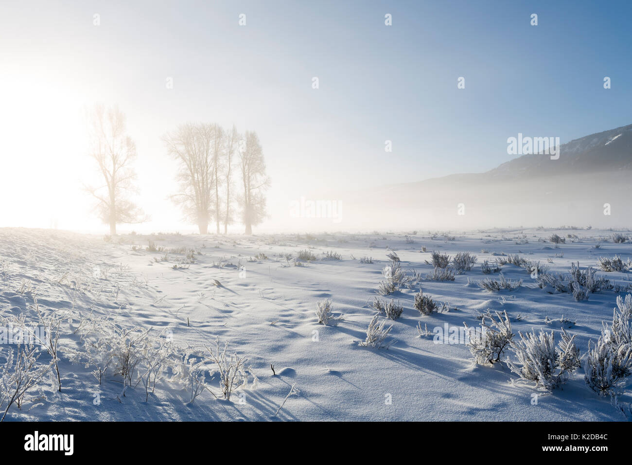 Cottonwood trees (Populus deltoides), Lamar Valley, Yellowstone