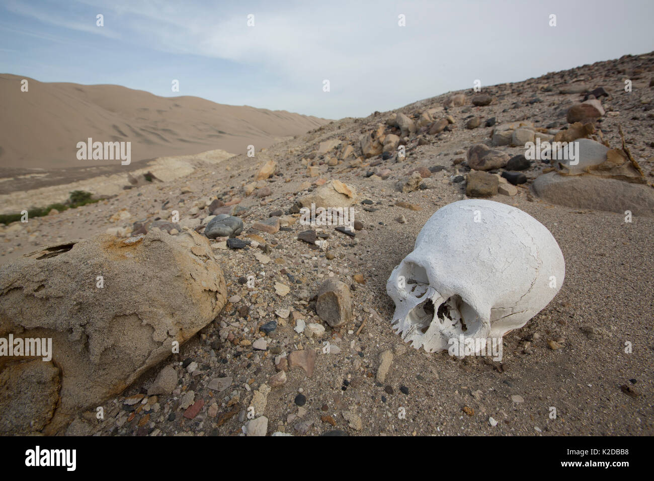 Human skull exposed where a  pre-Inca burial site has been pillaged,  Poroma Valley, Peru 2013 Stock Photo