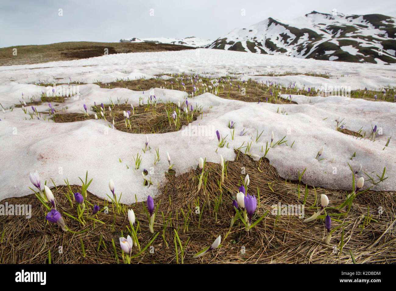 Dutch crocus (Crocus vernus) coming up through spring snow at 2000m, Alps, France, June. Stock Photo