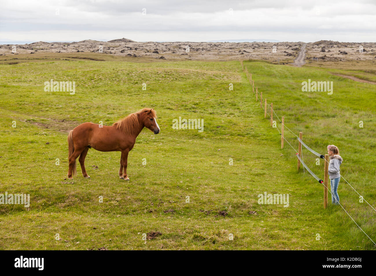 Young girl looking at Icelandic horse, Iceland, July 2012. Stock Photo
