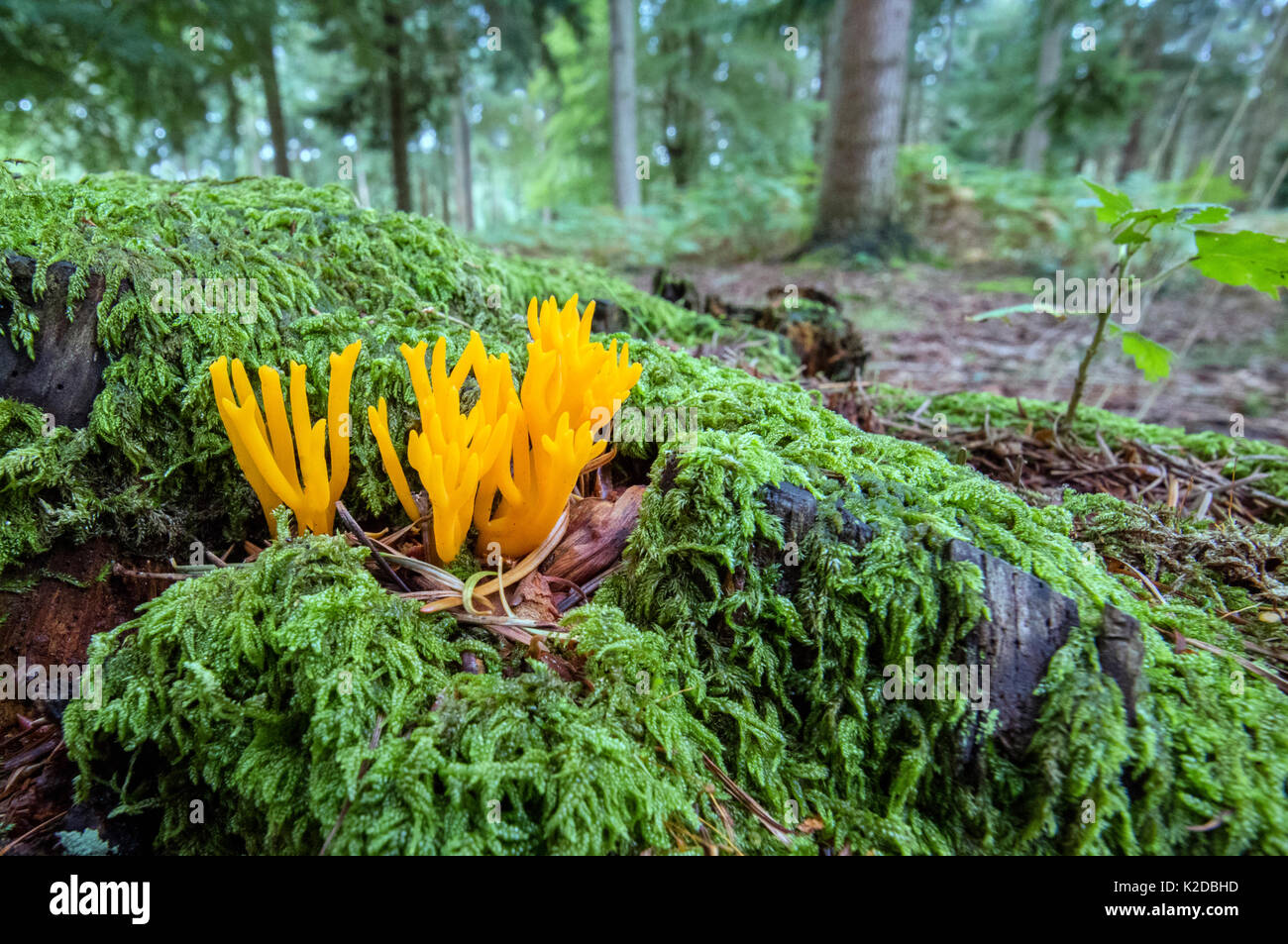 Yellow stagshorn (Calocera viscosa) New Forest, Hampshire, UK Stock Photo