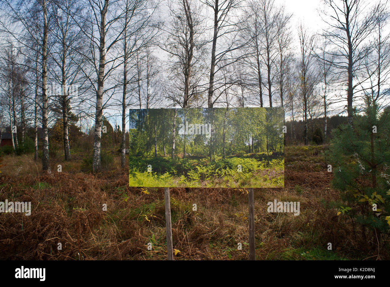 Changing seasons, summer image / photograph in autumn landscape, 'The passage of time' by artist Pal Hermansen. Valer, Ostfold County, Norway. October 2015. Stock Photo