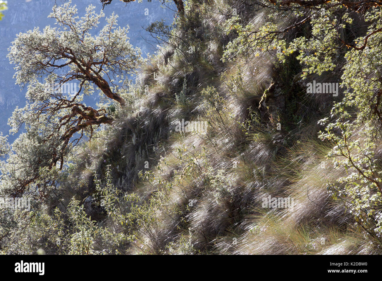 Polylepis (Polylepis sp) forest, Cordillera Blanca, Andes, Peru Stock Photo