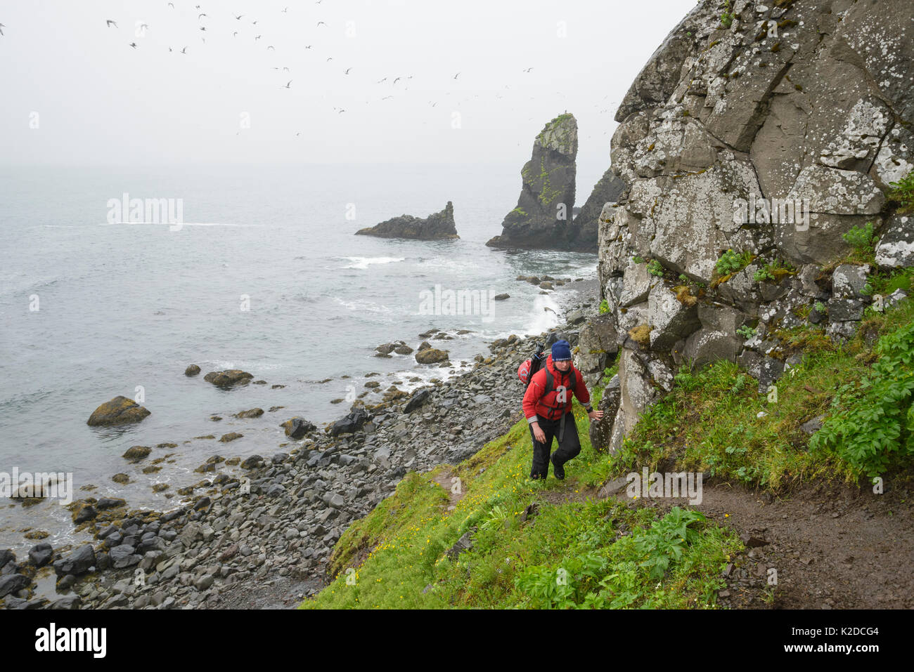 Photographer Megan Whittaker hiking a rough trail, Hornvik, Hornstrandir, Iceland. July 2015. Model released Stock Photo