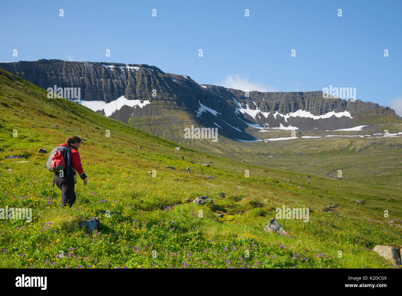 Photographer Megan Whittaker hiking a rough trail, Hornvik, Hornstrandir, Iceland. July 2015 Stock Photo