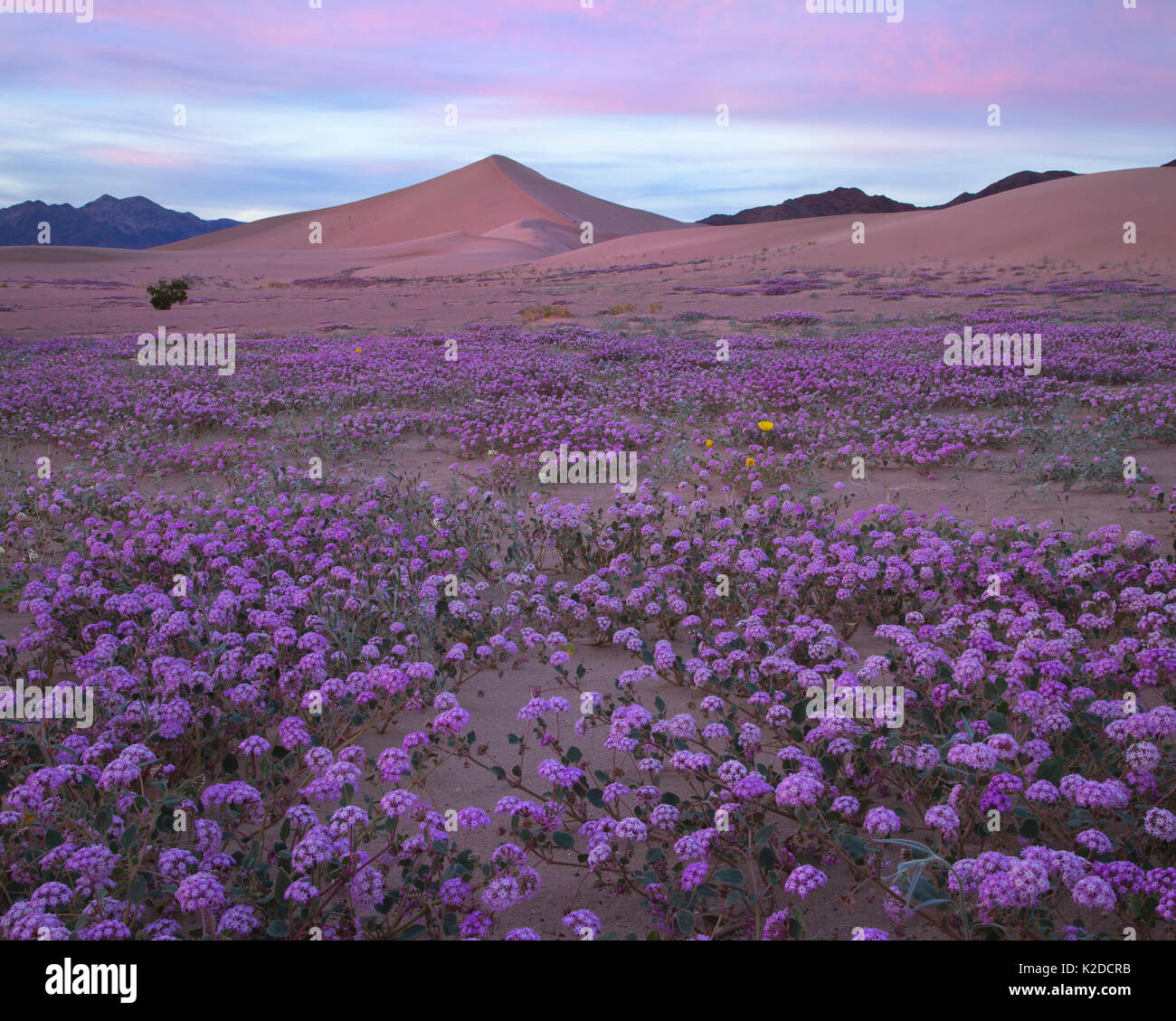 Sand verbena (Abronia villosa) blooming at the base of sand dunes, during super bloom caused by El Nino weather Death Valley, California, USA. February 2016 Stock Photo