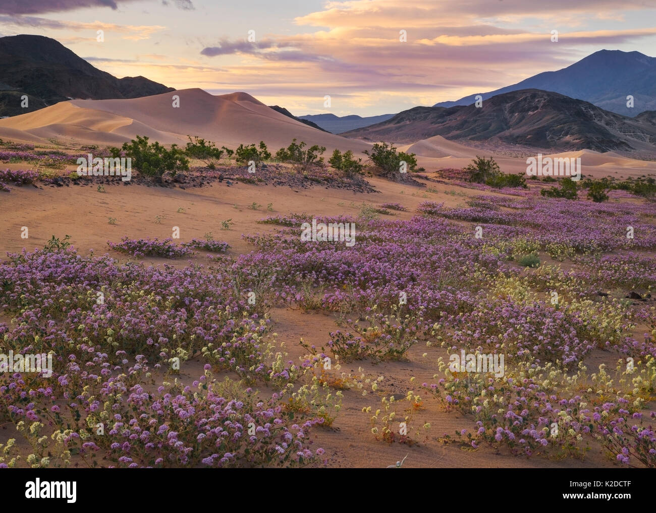 Sand verbena (Abronia villosa) and Brown-eyed evening primrose (Camissonia claviformis) blooming in sand dunes, during super bloom caused by El Nino weather Death Valley, California, USA. March 2016. Stock Photo