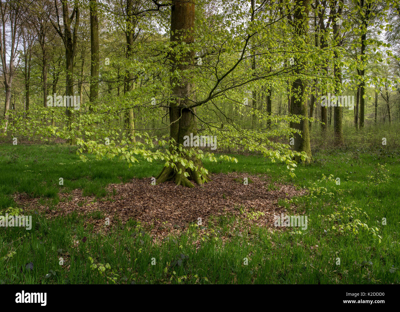 Beech trees (Fagus sylvatica) in Hesdin forest, Pas De Calais, France, April 2016. Stock Photo
