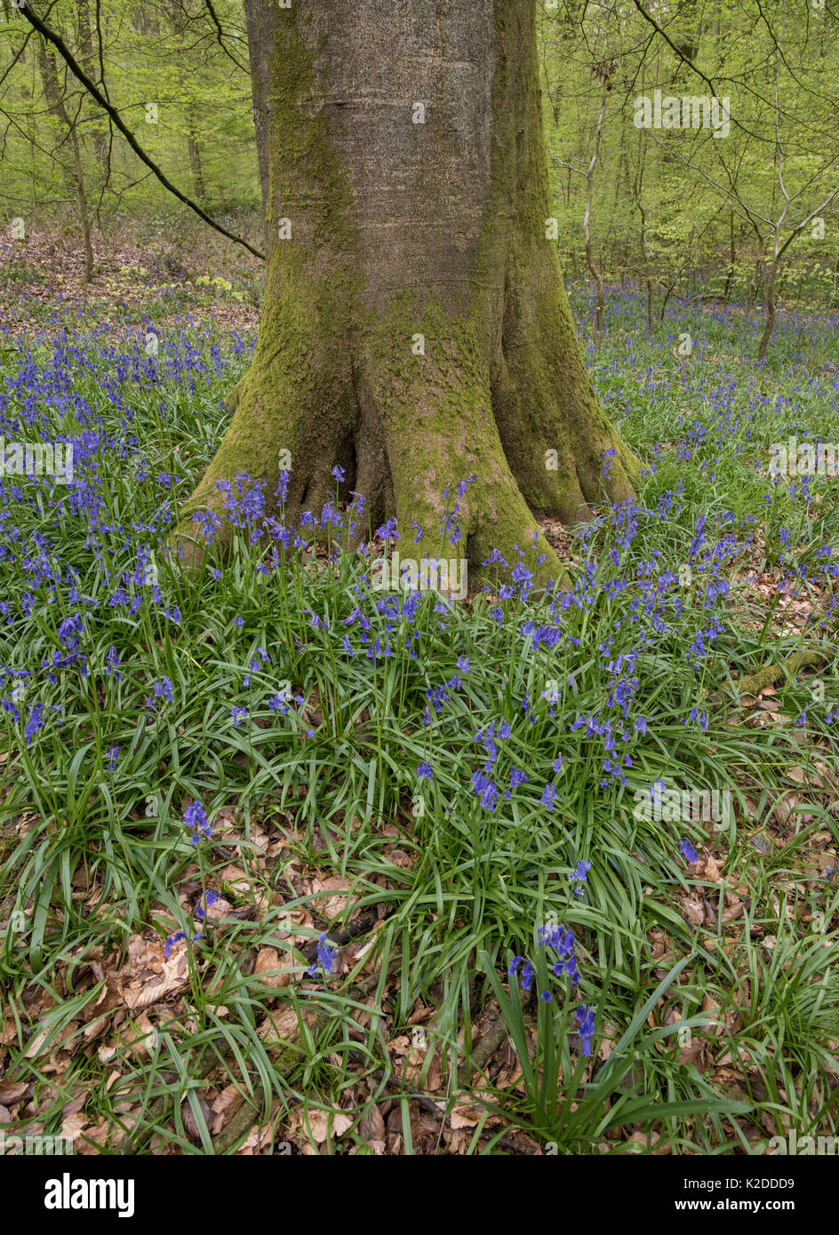 Eurasian beech (Fagus sylvatica) with Bluebells (Hyacinthoides non-scripta) forest of Hesdin, Pas de Calais, France, May. Stock Photo