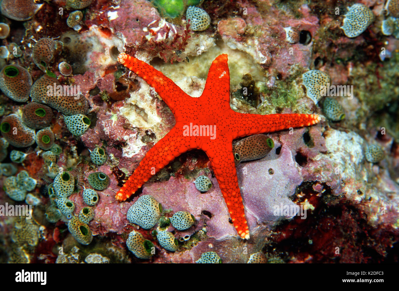 Fromia Sea Star, Irian Jaya, Indonesia, Banda Sea, Pacific Ocean Stock Photo